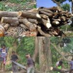 to save the environment, a writ petition to the bangladesh high court to stop cutting trees