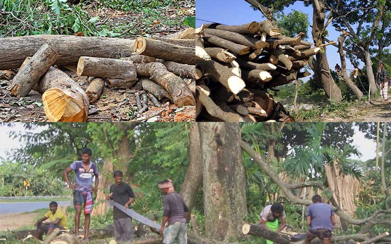 to save the environment, a writ petition to the bangladesh high court to stop cutting trees