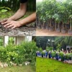 the government  of bangladesh planned to plant 833 million saplings from its own sources