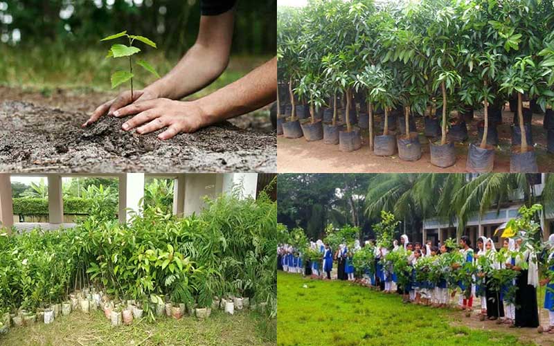 the government  of bangladesh planned to plant 833 million saplings from its own sources