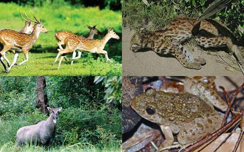 destruction of nature and biodiversity must stop, environment minister of bangladesh