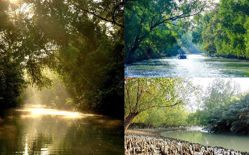to return sundarbans biodiversity, bangladesh has taken multifaceted projects