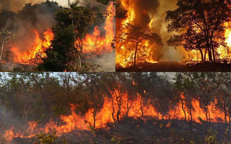 amazon is burning in the worst fire in the last 20 years