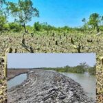 legal notice to protect sonadia island a declared eca in bangladesh