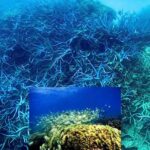 the great reef is under critical threat due to climate change