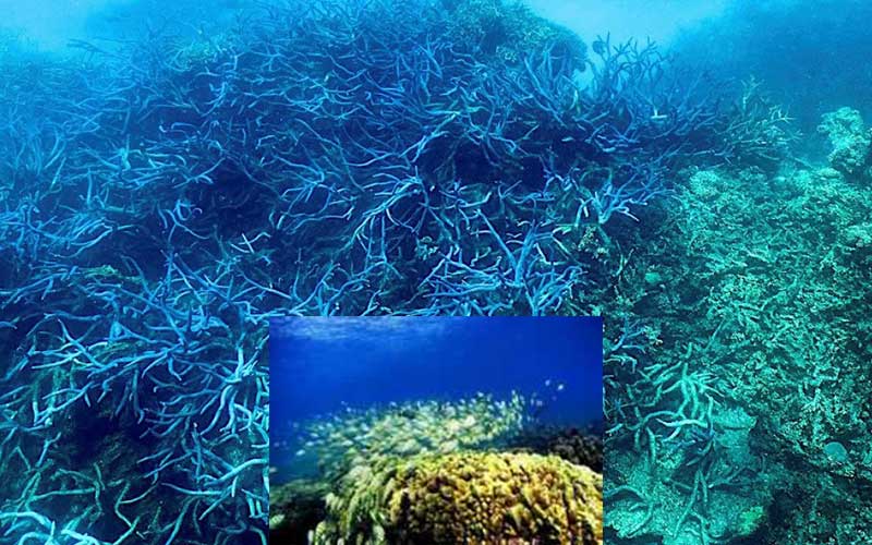 the great reef is under critical threat due to climate change