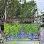 natural disasters are transforming the sundarbans