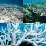 corals are under threat due to climate change