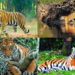 in the sundarbans, the number of tigers has increased