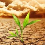 agriculture and biodiversity at risk due to global warming