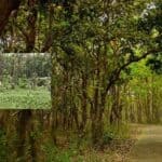 gazipur at bangladesh is facing an environmental disaster due to urbanization and industrialization