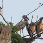 various species of birds are disappearing from bangladesh due to the use of pesticides