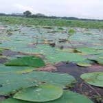 wetland dependent animal sanctuaries