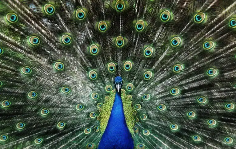 the return of peacocks to bangladesh’s sal forests a bold step toward ecological restoration