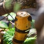 cobras rescued