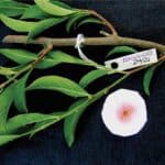 A rare plant in the Philippines that absorbs nickel from the soil