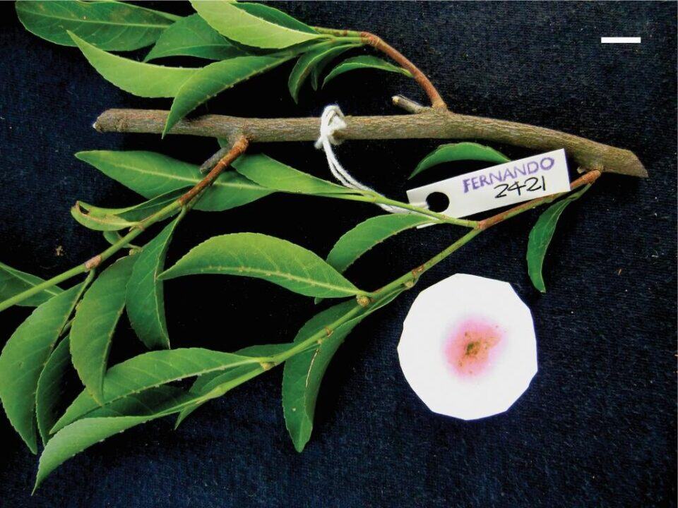 A rare plant in the Philippines that absorbs nickel from the soil