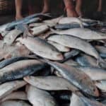 The Urgent Need to Protect, Southern Rivers, Hilsa , Salt, A Call for Environmental Action