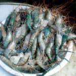 Bangladesh's Shrimp Industry: Challenges, Opportunities, and the Path Forward