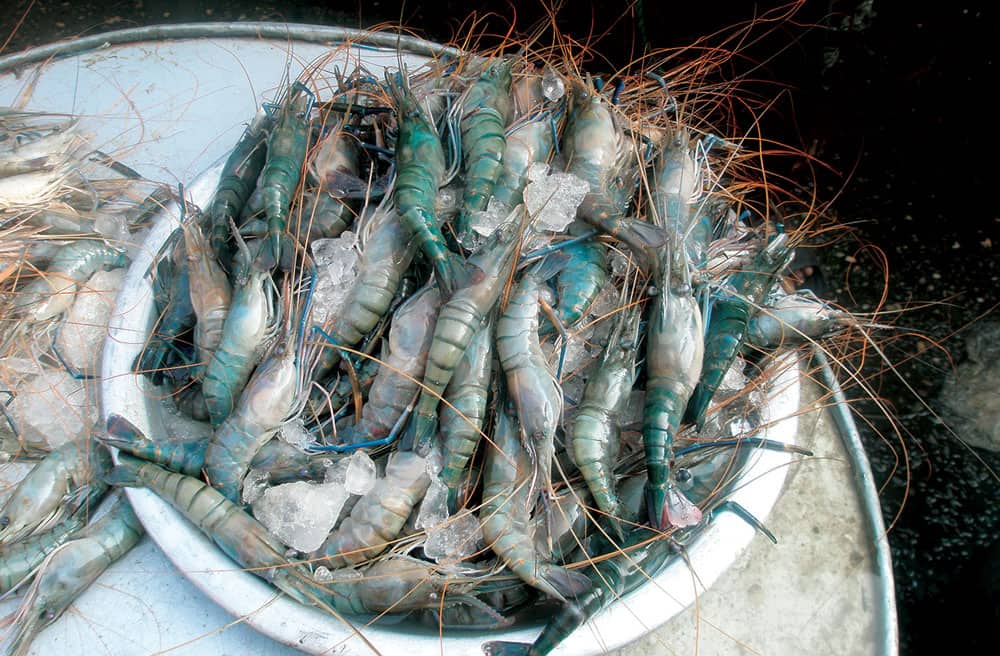Bangladesh's Shrimp Industry: Challenges, Opportunities, and the Path Forward