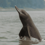 Freshwater dolphins of Khalishpur: Symbol of environmental crisis