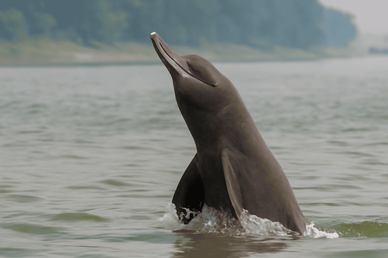 Freshwater dolphins of Khalishpur: Symbol of environmental crisis