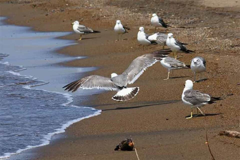 seabirds circular economy, ocean island people a natural bridge connecting everything, seabirds, circular economy, ocean island people,a natural bridge connecting everything