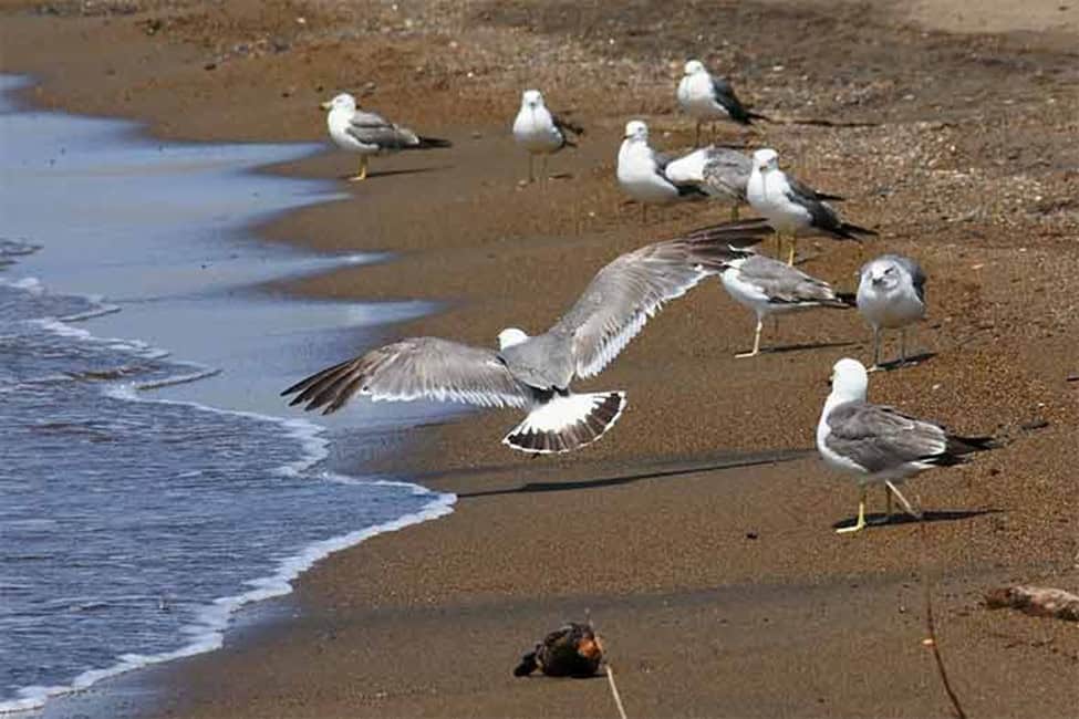 seabirds circular economy, ocean island people a natural bridge connecting everything, seabirds, circular economy, ocean island people,a natural bridge connecting everything