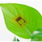 nano sensors for carbon tracking in forests