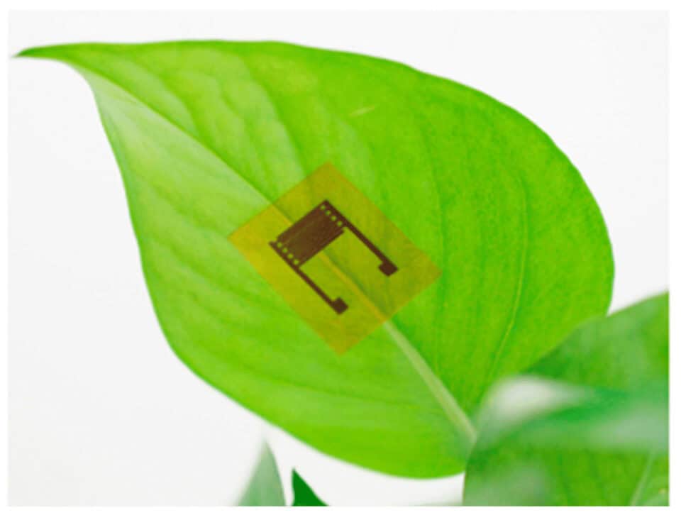 nano sensors for carbon tracking in forests