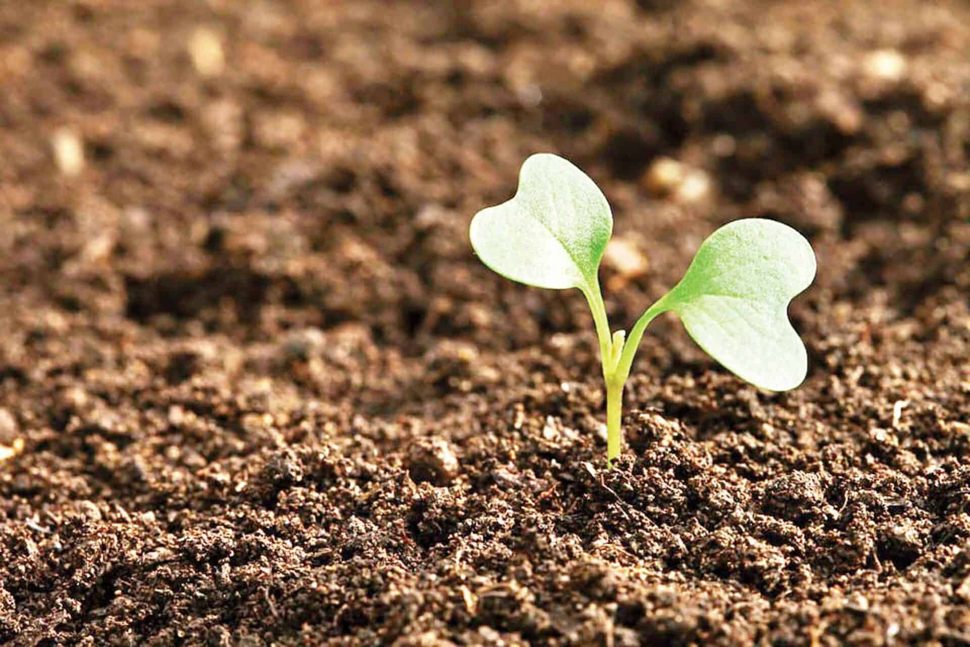 soil microbiome