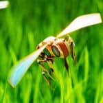 robotic pollinators powered by ai