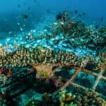 New Scientific Model to Increase Fish Production by 50%