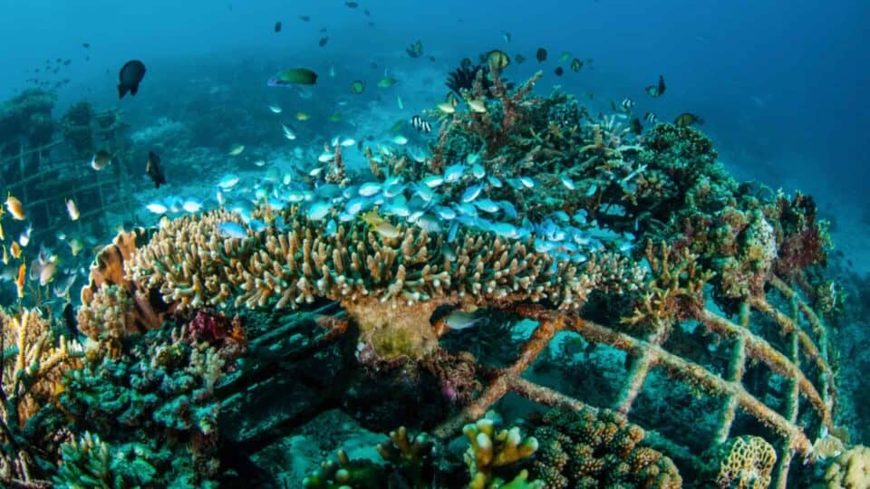 New Scientific Model to Increase Fish Production by 50%