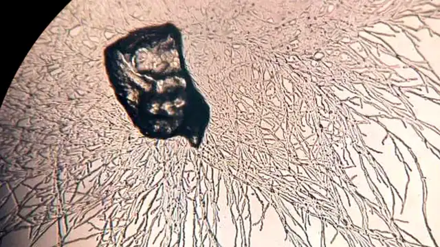Rebirth of the Ganga River, When a plastic-eating super enzyme saves a dying river, super enzyme