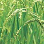 The coast is smiling in salinity, Super-Rice Revolution-26 and Bangladeshs new food security