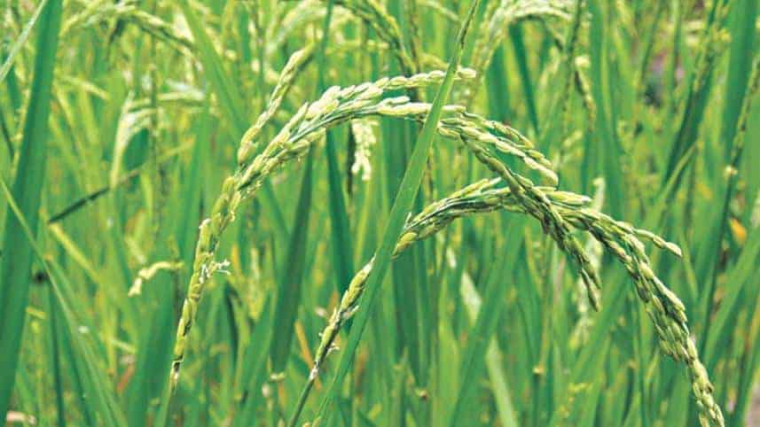 The coast is smiling in salinity, Super-Rice Revolution-26 and Bangladeshs new food security