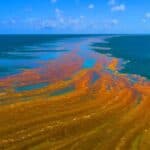 The giant algae belt of the Atlantic