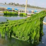 Cox's Bazar's 'Blue Revolution': How Seaweed Farming Is Emerging as Bangladesh's Innovative Carbon Sink.