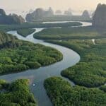 The Amazon Rainforest’s Legal Rights and the Global Carbon Tax Change