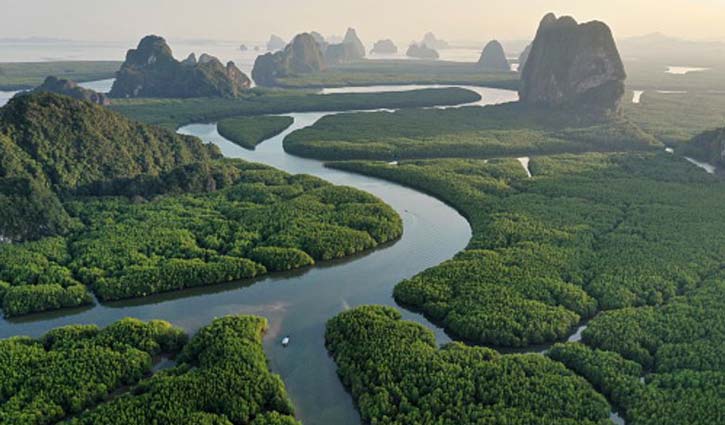 The Amazon Rainforest’s Legal Rights and the Global Carbon Tax Change