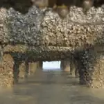 Natural wall on the coast, Artificial oyster wall and living protection of mangroves