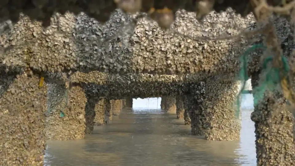 Natural wall on the coast, Artificial oyster wall and living protection of mangroves