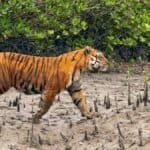 Sundarbans Tiger Census 2026: Record number of tigers and ecosystem recovery