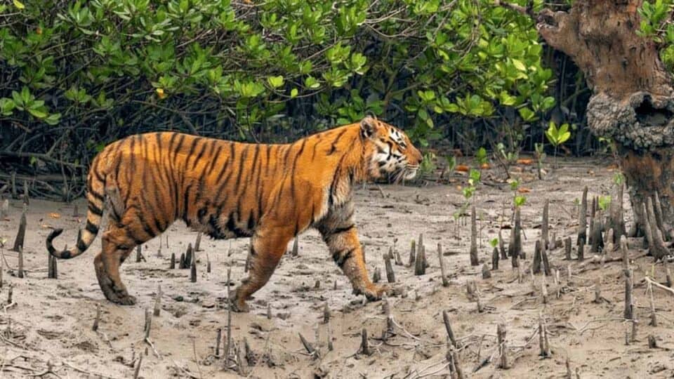 Sundarbans Tiger Census 2026: Record number of tigers and ecosystem recovery