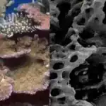 St. Martin’s ‘Bio-rock’ Revolution: Use of Electro-technology to Bring Dead Coral Reef Back to Life