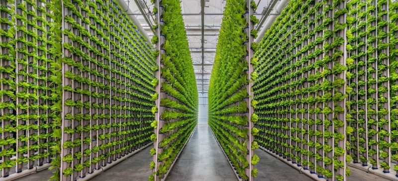 Vertical Farming and City Food Security, When Rooftops Become Farms, Vertical Farming, City Food Security, Rooftops Become Farms