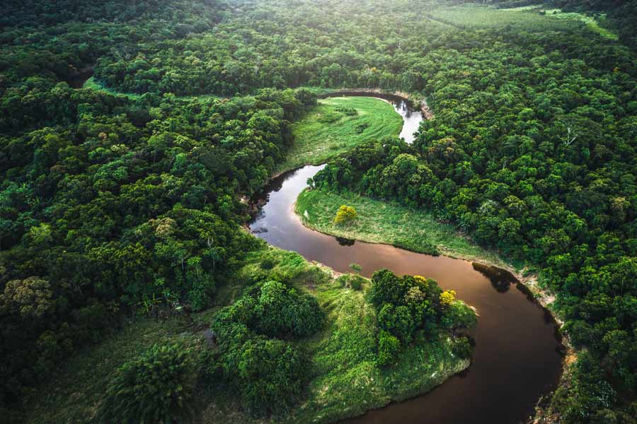Amazon Rainforest 2026: Organized Crime and an Environmental Tipping Point