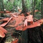 A Scientific Trap Against Illegal Timber Trade