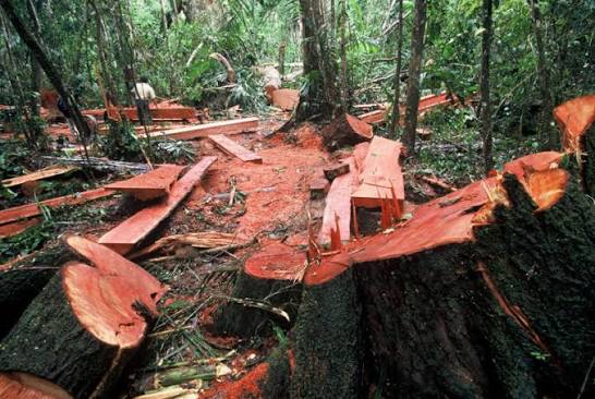 A Scientific Trap Against Illegal Timber Trade